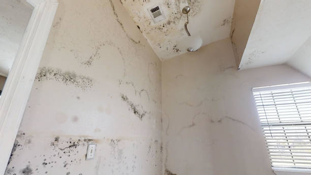 Professional Mold Removal in Roseto, PA