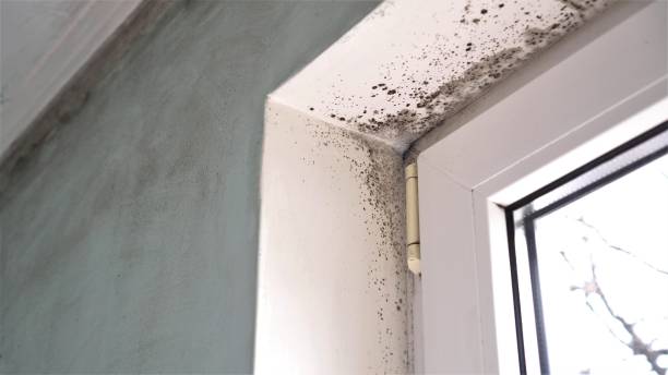 Best Mold Odor Removal Services  in Roseto, PA