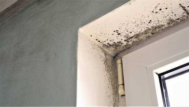 Best Mold Damage Restoration  in Roseto, PA