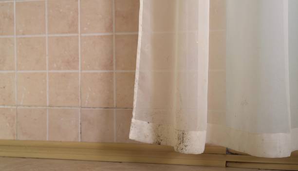 Mold Documentation for Insurance Claims in Roseto, PA