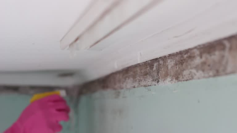 Mold Removal for HVAC Installations in Roseto, PA